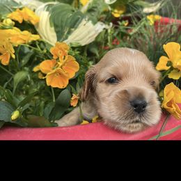 English Cocker Spaniel Puppies from Spring Run English Cocker Spaniels