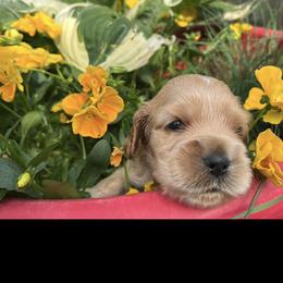 English Cocker Spaniel Puppies from Spring Run English Cocker Spaniels
