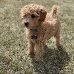 Bernedoodle, Cavapoo, and Goldendoodle Puppies from 406Doodles