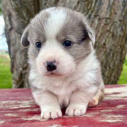 Spring - Blue merle and white male American Corgi puppy in Preston, Idaho from KC Bar Ranch Aussies