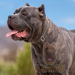 Cane Corso from LVMB