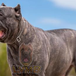 Cane Corso from LVMB