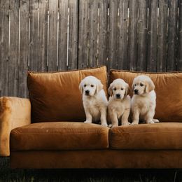 Golden Retriever Puppies from Rosemary Goldens