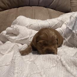 Bella - Red  female Goldendoodle puppy in Graham, North Carolina from Geise Meadow Doodles