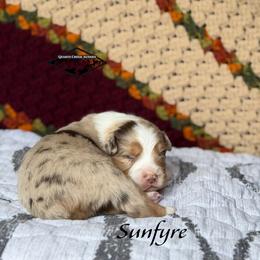 Sunfyre - Red merle male Miniature Australian Shepherd puppy in Cody, Wyoming from Quartz Creek Aussies