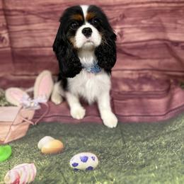 Cavalier King Charles Spaniel puppies from Farmhouse Cavaliers NC