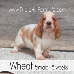 Wheat - Red and white female Basset Hound puppy in Jefferson City, Missouri from Triple Hill Farm