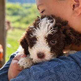Brown and white boy - Brown male Lagotto Romagnolo puppy in Lake City, Michigan from Michigan Lagotto
