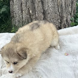 Pomsky Puppies from Lake in the hills Pomskies