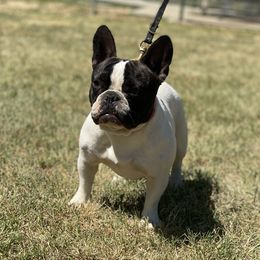 Pebbles - French Bulldog