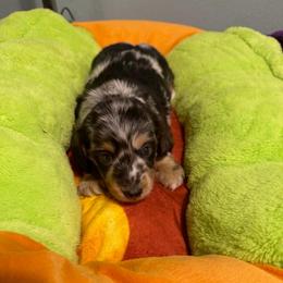 Temari (Ta-mar-e) for Shannon A - Black and cream female Dachshund puppy in Irving, Texas from DFW Dachshunds by G & S