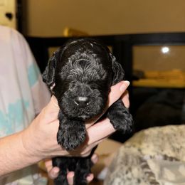 Jaguar - Black male Goldendoodle puppy in Sanderson, Florida from Serenity Goldendoodles