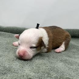 Frost - Red male Pembroke Welsh Corgi puppy in Waco, Texas from The Comma Corgis