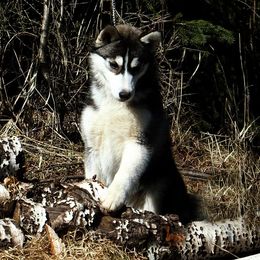 Siberian Husky Puppies from Zuska Siberians