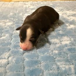 Girl 4 - Black female Miniature Australian Shepherd puppy in Pensacola, Florida from TNT MINI AUSSIES