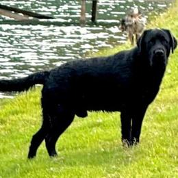 Duke - Labrador Retriever