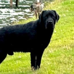 Duke - Labrador Retriever