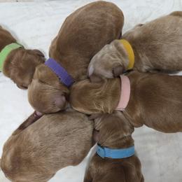 Purple Female - Apricot female Goldendoodle puppy in Great Falls, Montana from Montana Goldendoodles