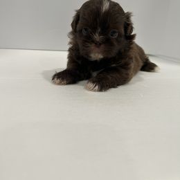 Shih Tzu Puppies from Moore Shih Tzus