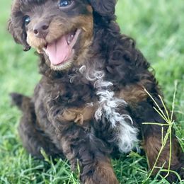 Poodle Puppies from TonKa's Toy Poodles
