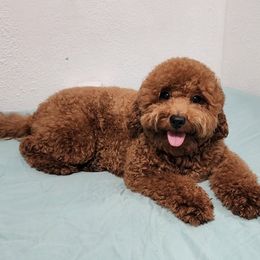 Reina - Goldendoodle