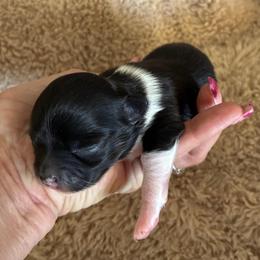 Marina - Black and white female Chihuahua puppy in Menifee, California from Lane’s Little Long Coats
