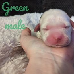 Golden Retriever Puppies from Heckmans English Cream Golden Retrievers