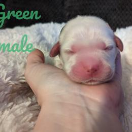 Golden Retriever Puppies from Heckmans English Cream Golden Retrievers