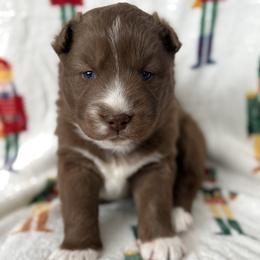 Siberian Husky Puppies from Moonlight Siberian Huskies