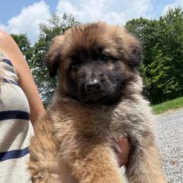 Maroon AKA Lakota - Bi-color female German Shepherd puppy in Terra Alta, West Virginia from Shepherd Country Farm and Kennels