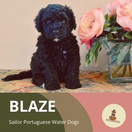 Blaze - Portuguese Water Dog puppy from Sailor’s Portuguese Water Dogs