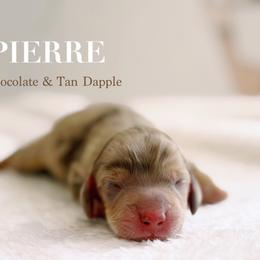 Pierre - Chocolate and tan male Dachshund puppy in Inverness, Florida from Canaan Farm Corgis
