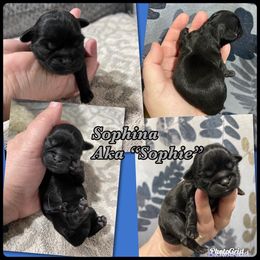 Great Pyrenees and Shih Tzu Puppies from Ashville Shih Tzu Chalet