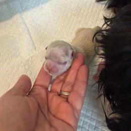 Puppy 4 - Cream and white female Shih Tzu puppy in Reddell, Louisiana from TINYSHIHTZUFURU