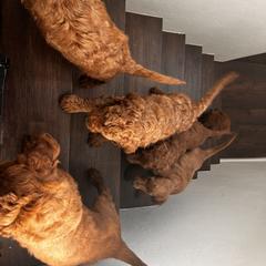 Irish Doodle Puppies from Rustic doodles of Sahuarita, AZ