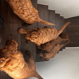 Irish Doodle Puppies from Rustic doodles of Sahuarita, AZ