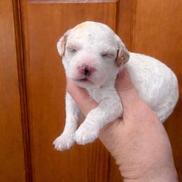 Flora - Red and white female Cockapoo puppy in Connersville, Indiana from MoonShine Babies