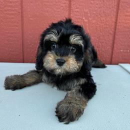 Comet - Black and tan male Cavapoo puppy in Herriman, Utah from Gypsi Doodles & Poodles LLC.