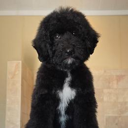 Wade - Black and white male Bernedoodle puppy in Crawfordsville, Indiana from Winding Creek Ranch Doodles
