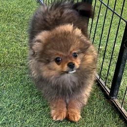 Lex - Wolf sable male Pomeranian puppy in Jefferson City, Missouri from MJ’s Pomeranians