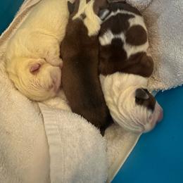 Boy 2 - Red and white male Bulldog puppy in Fayettville Ar, Arkansas from Ozark Bulldogs and doodles