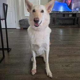 Sugar - White female German Shepherd puppy in Central Florida, Florida from Kaleidoscope German Shepherds