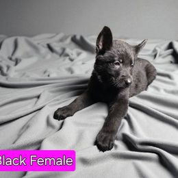 Girl 3 - Black female German Shepherd puppy in Altoona, Florida from Blue Line Shepherds
