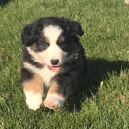 Australian Shepherd Puppies from SS Australian Shepherds
