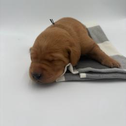Black - Yellow male Labrador Retriever puppy in Heath Springs, South Carolina from Rich Hill Retrievers