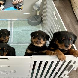 Rottweilers from Longbow Rottweilers