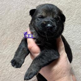Purple Collar - Sable female German Shepherd puppy in Willington, Connecticut from Wertvoll German Shepherds