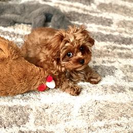 Bernedoodle, Cavapoo, Havanese, and Havapoo Puppies from Lady Paws Puppies - Cassie