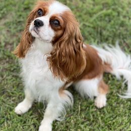 Paisley - Cavalier King Charles Spaniel