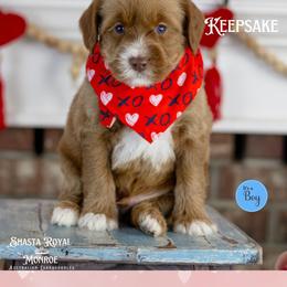 Keepsake - Caramel red male Australian Labradoodle puppy in Redding, California from Shasta Royal Monroe Puppies